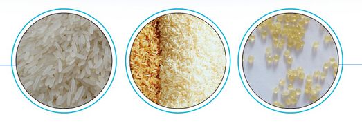 FRK Rice Plant Fortified Nutritional Rice Making M (8)